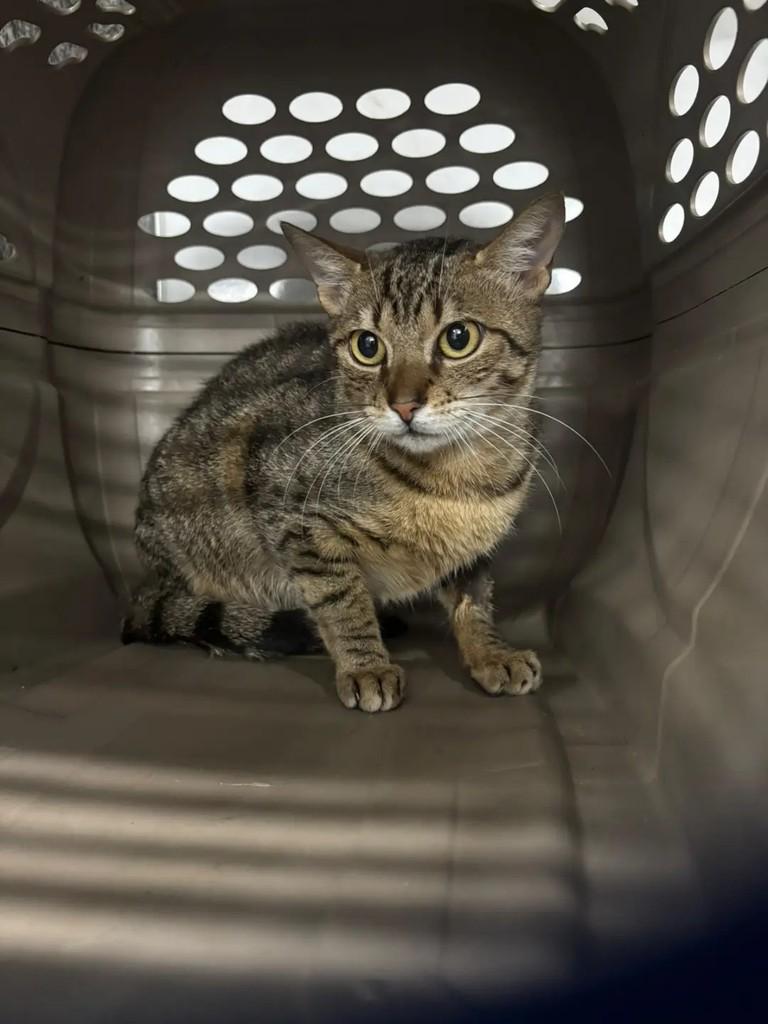 Lolla, gata de porte pequeno para adoção em Ibirama - SC — foto 2 de 3