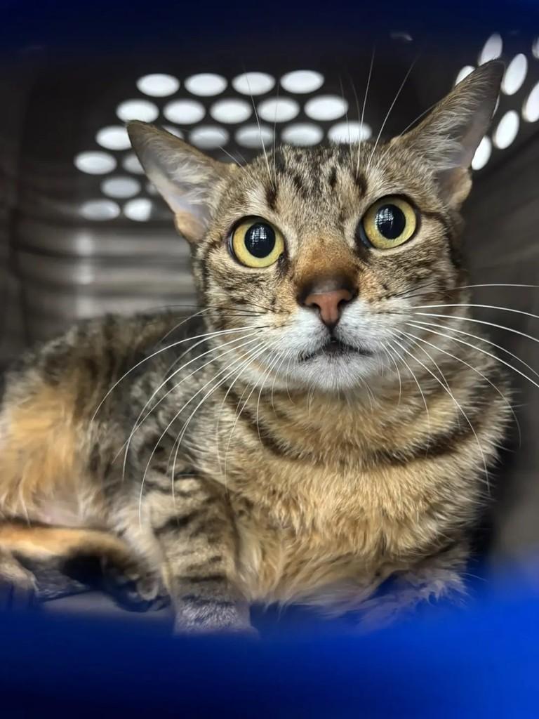 Lolla, gata de porte pequeno para adoção em Ibirama - SC — foto 3 de 3