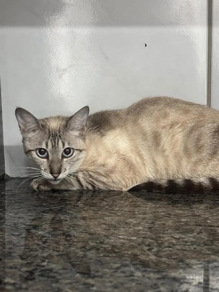 Nico, gato de porte médio para adoção em Ibirama - SC