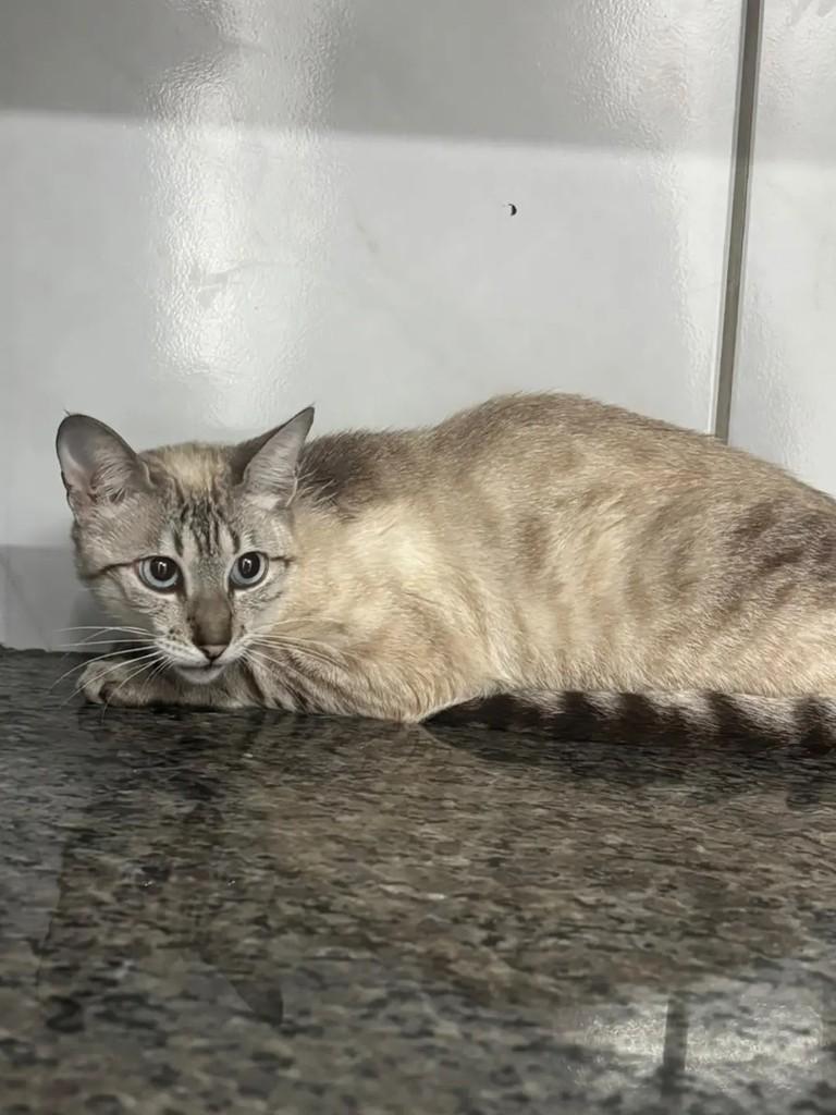 Nico, gato de porte médio para adoção em Ibirama - SC — foto 2 de 3