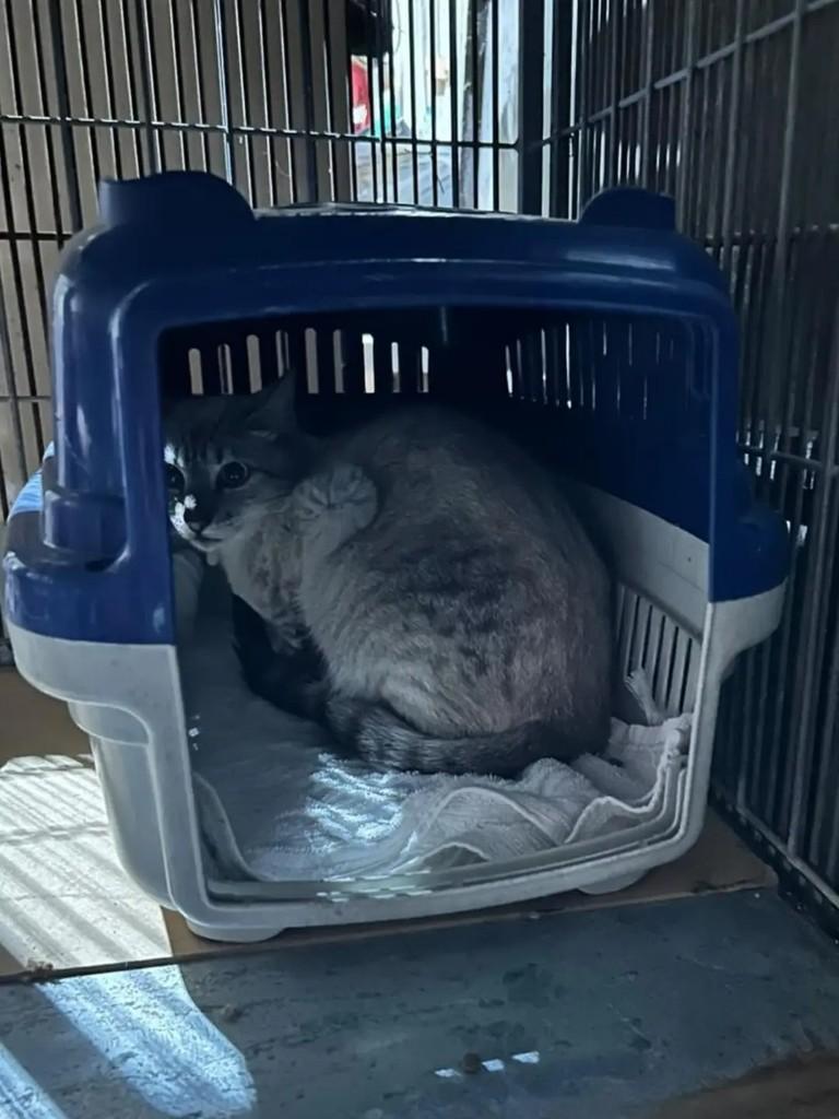 Nico, gato de porte médio para adoção em Ibirama - SC — foto 3 de 3