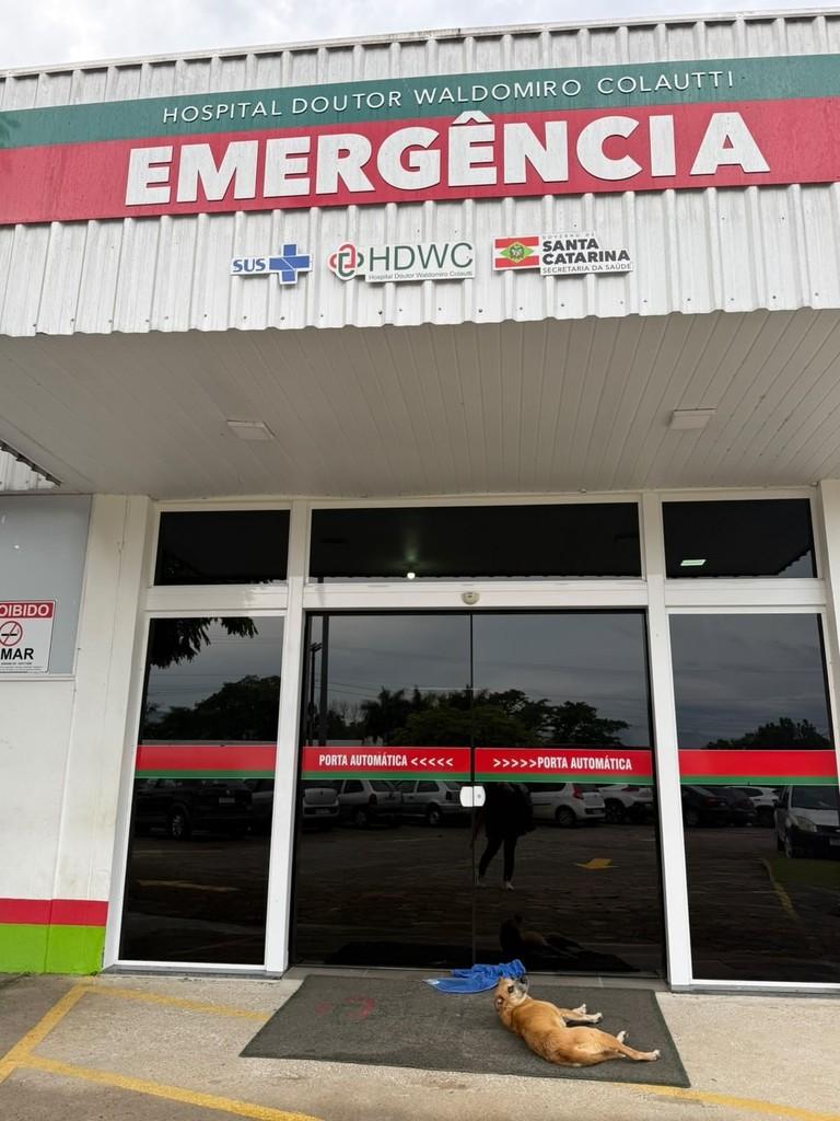 Wal, cadela de porte médio para adoção em Ibirama - SC