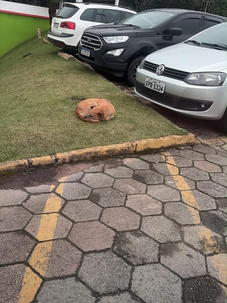 Wal, cadela de porte médio para adoção em Ibirama - SC — foto 2 de 2