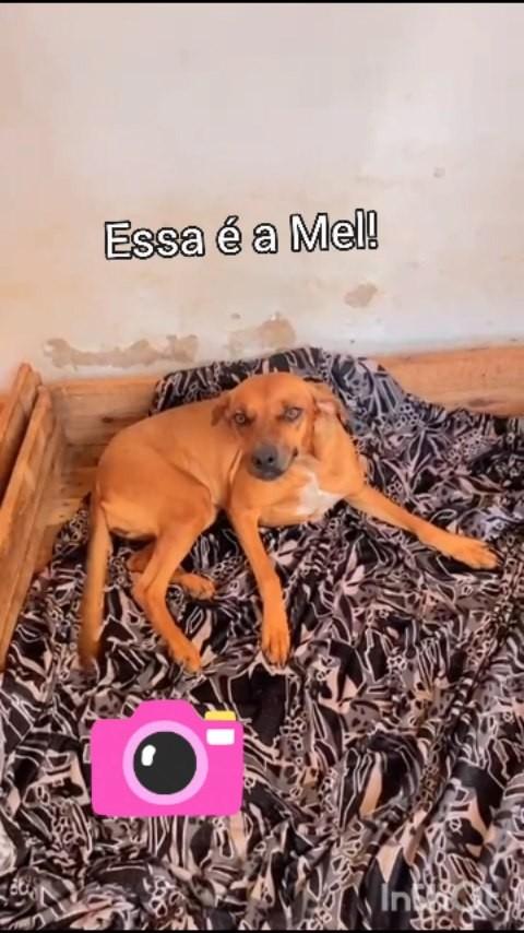 Mel, cachorro de porte pequeno para adoção em Goianésia - GO