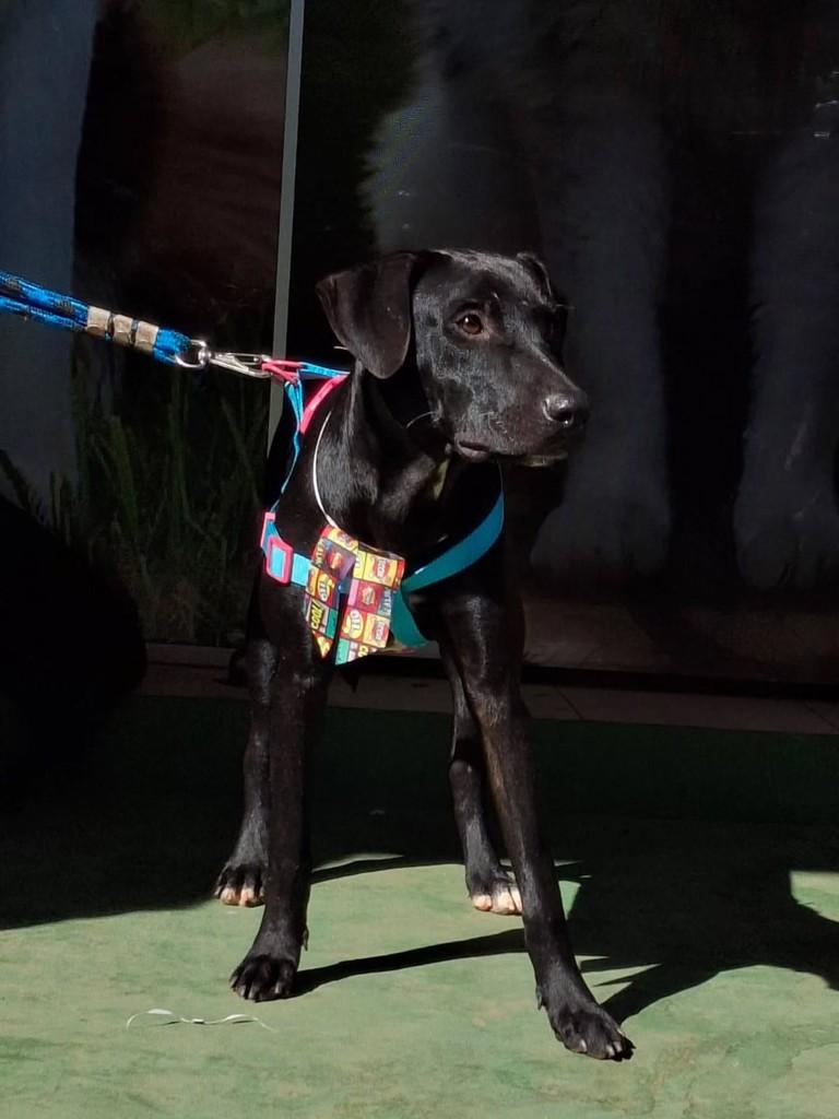 Pelé, cachorro de porte médio para adoção em Goianésia - GO