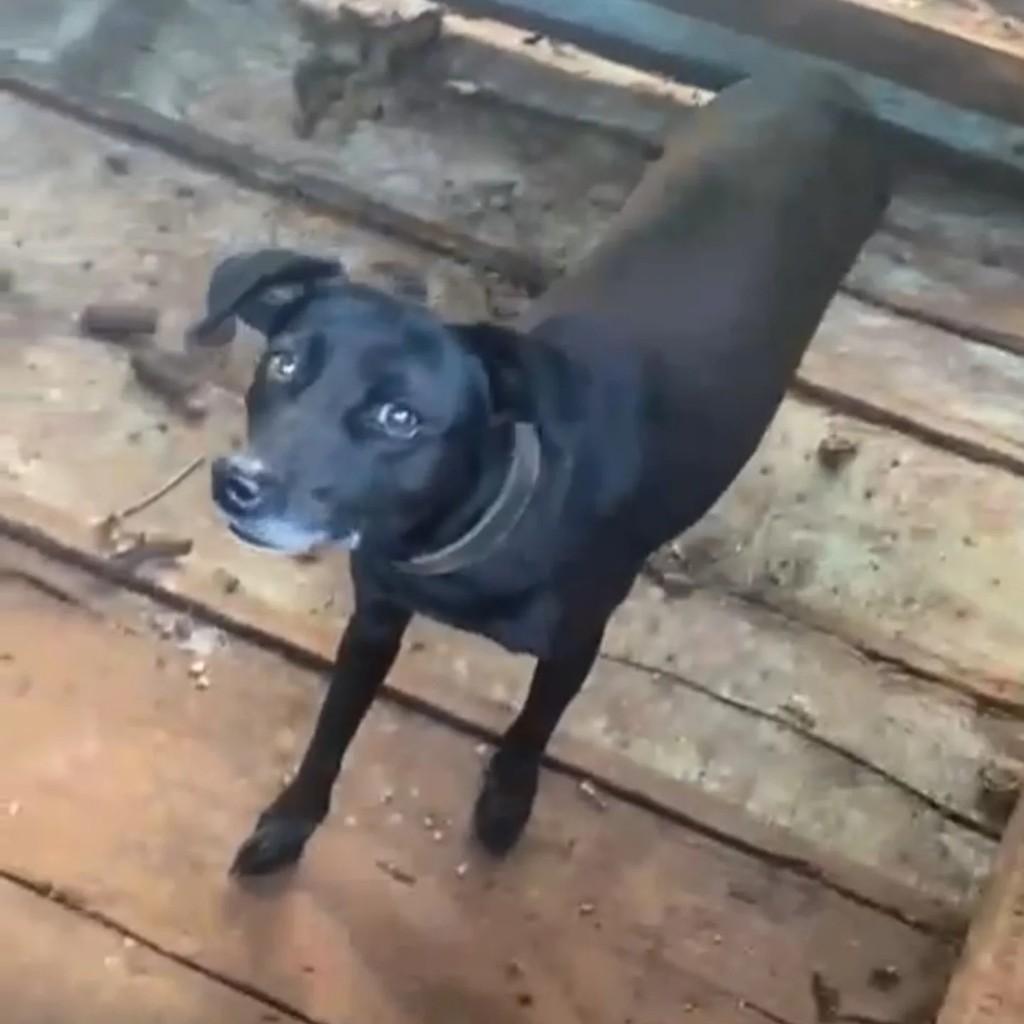 Mocinha, cachorro de porte pequeno para adoção em Liberato Salzano - RS