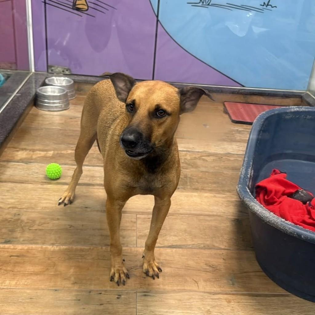 Lucas, cachorro de porte médio para adoção em Lagoa Nova - RN