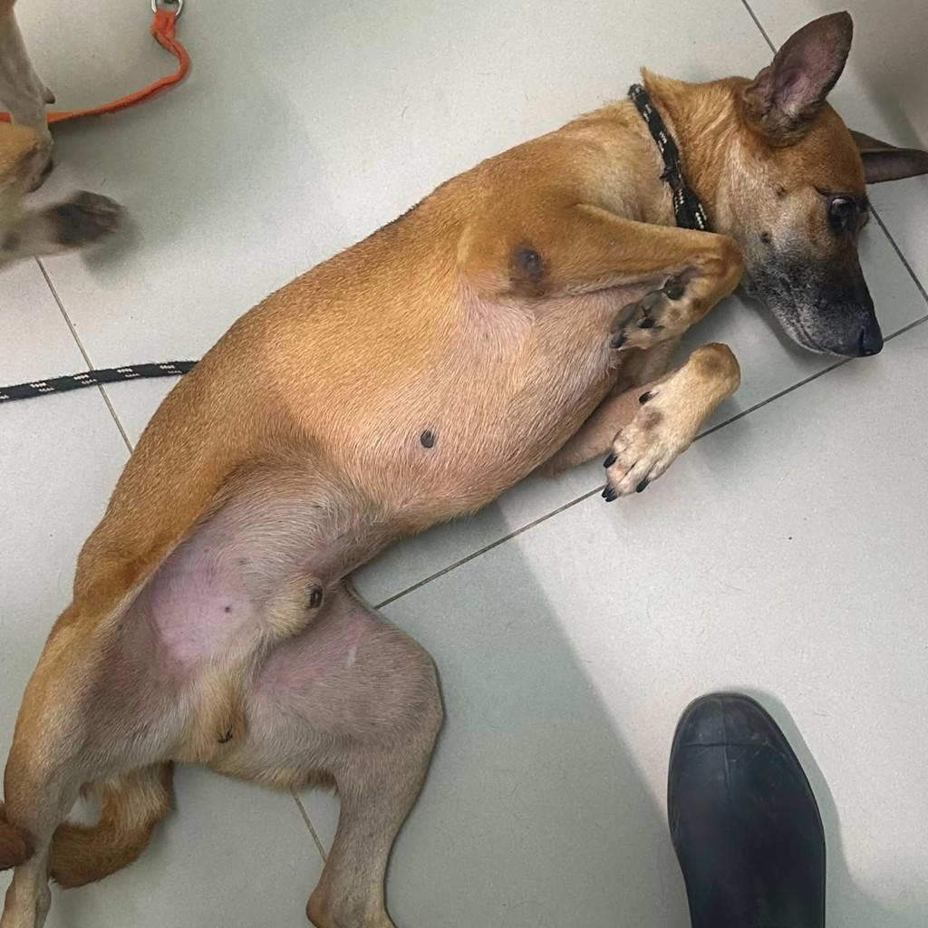 Caramelo, cachorro de porte médio para adoção em Lagoa Nova - RN
