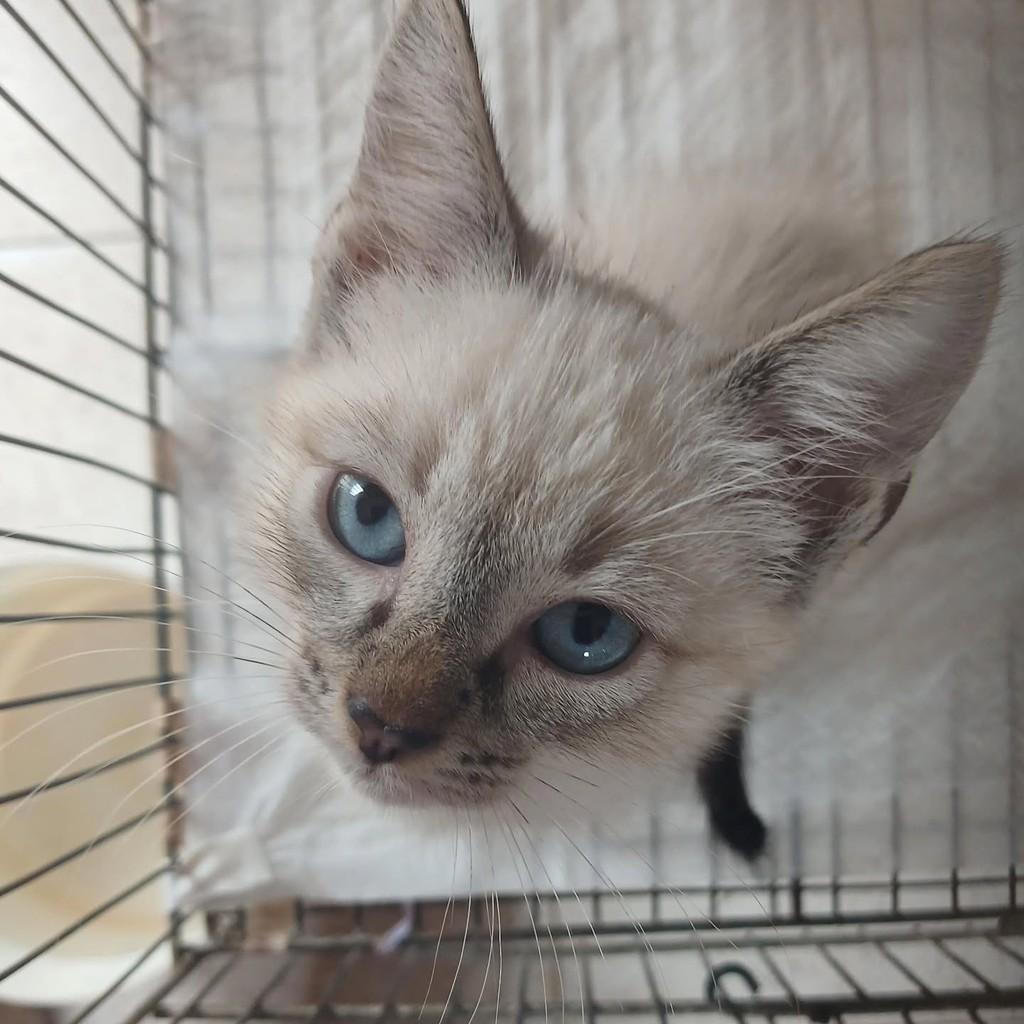 Charles, gato de porte pequeno para adoção em Natal - RN