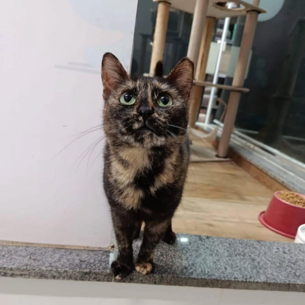 Zelda, gata de porte pequeno para adoção em Natal - RN
