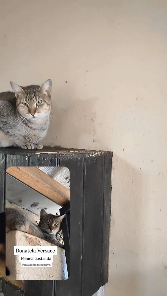 Donatella, gata de porte médio para adoção em Santo Ângelo - RS