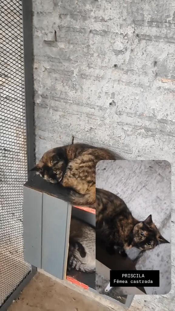 Priscila, gata de porte médio para adoção em Santo Ângelo - RS