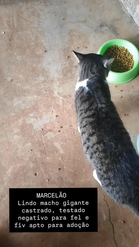 Marcelão, gato de porte grande para adoção em Santo Ângelo - RS