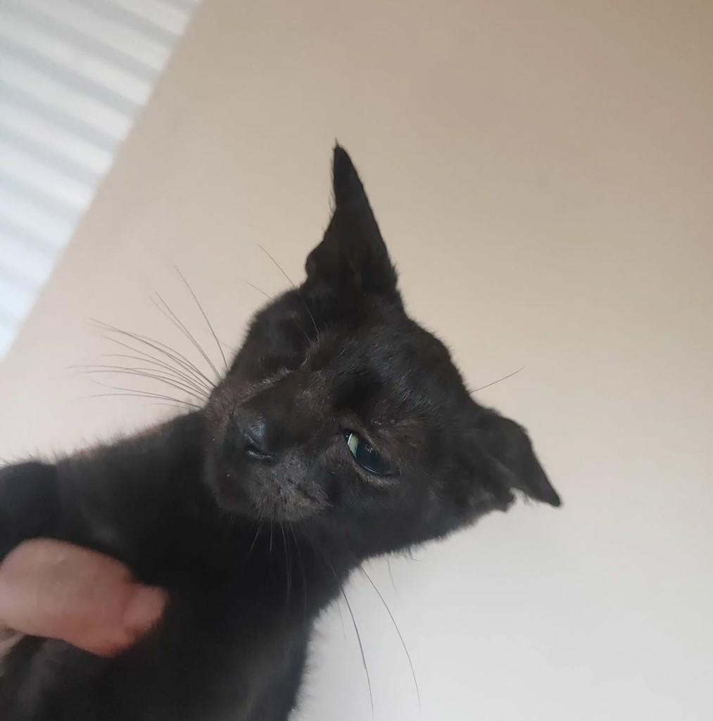 Jacobina, gata de porte pequeno para adoção em Jacobina - BA