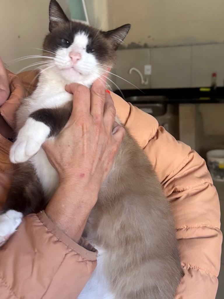 Leitão, gato de porte médio para adoção em Santo Ângelo - RS