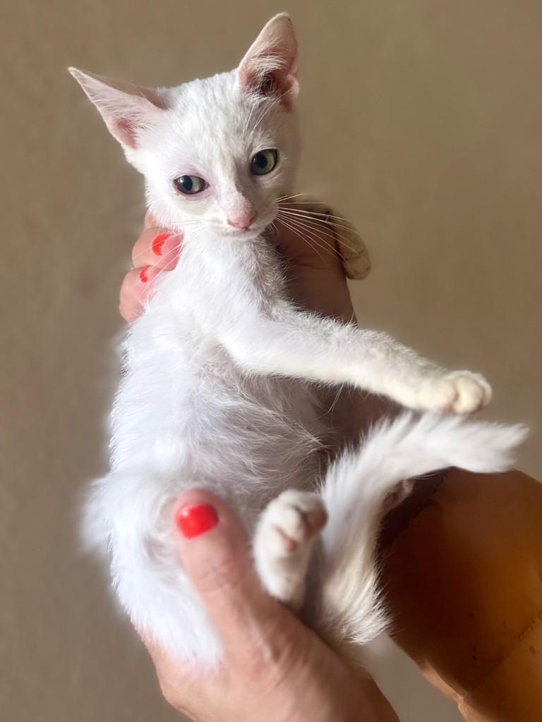 Lua, gata de porte pequeno para adoção em Santo Ângelo - RS