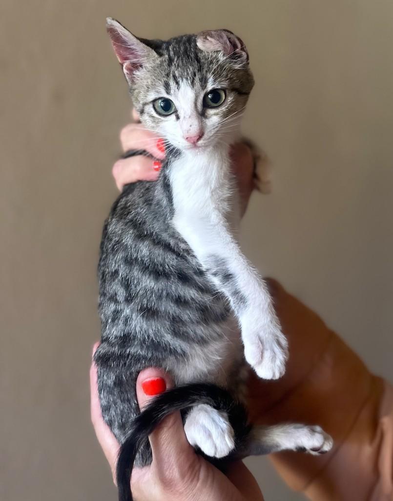 Castor, gato de porte pequeno para adoção em Santo Ângelo - RS