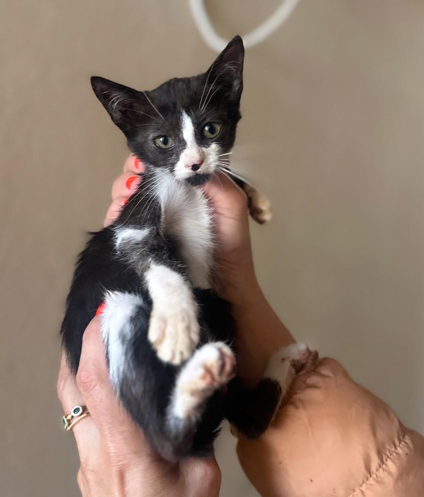 Júpiter, gata de porte pequeno para adoção em Santo Ângelo - RS