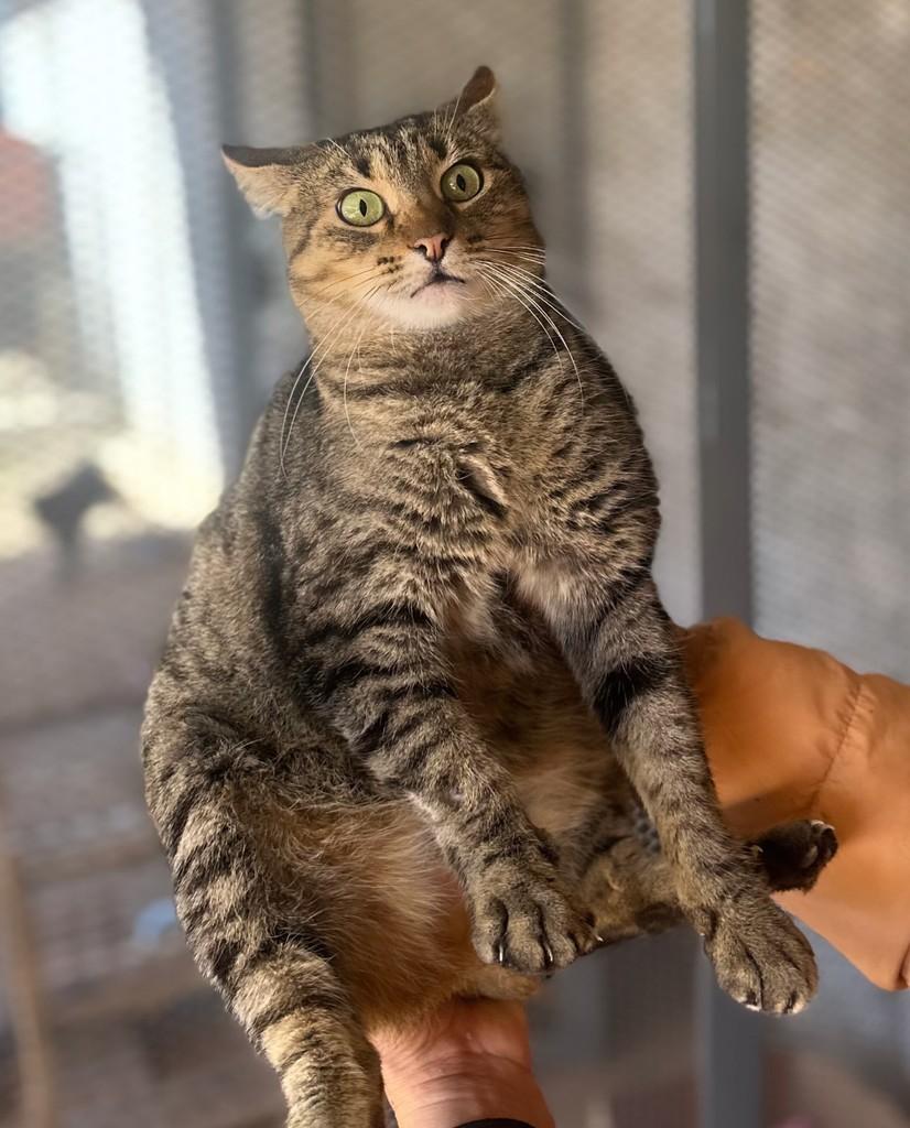 Heloísa, gata de porte médio para adoção em Santo Ângelo - RS