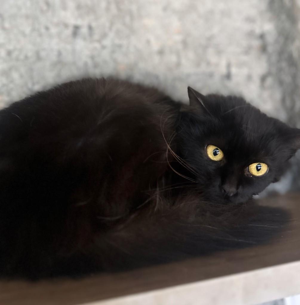 Salem, gato de porte médio para adoção em Santo Ângelo - RS