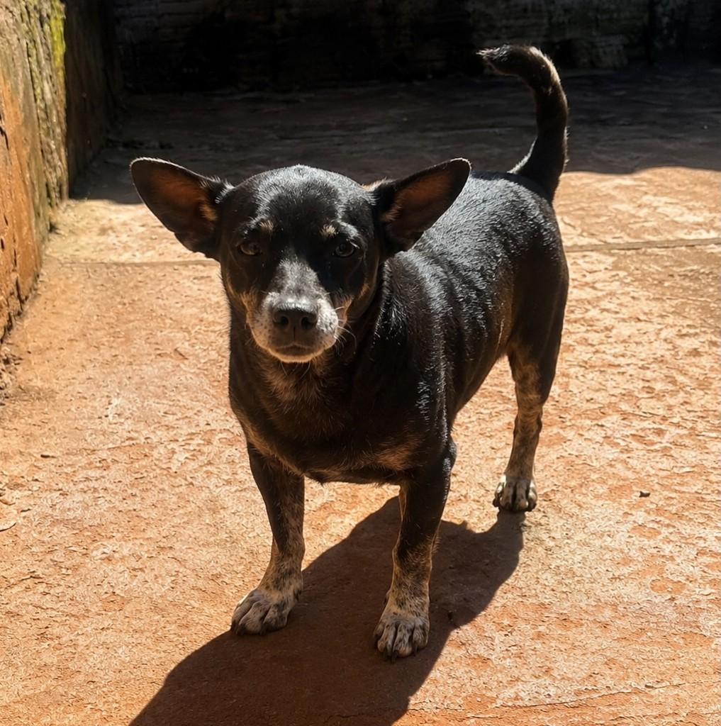 Gol, cachorro de porte pequeno para adoção em Santo Ângelo - RS