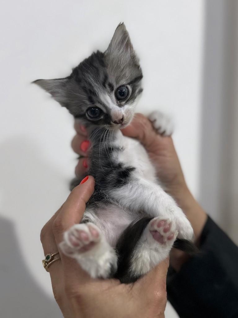 Olívia, gata de porte pequeno para adoção em Santo Ângelo - RS