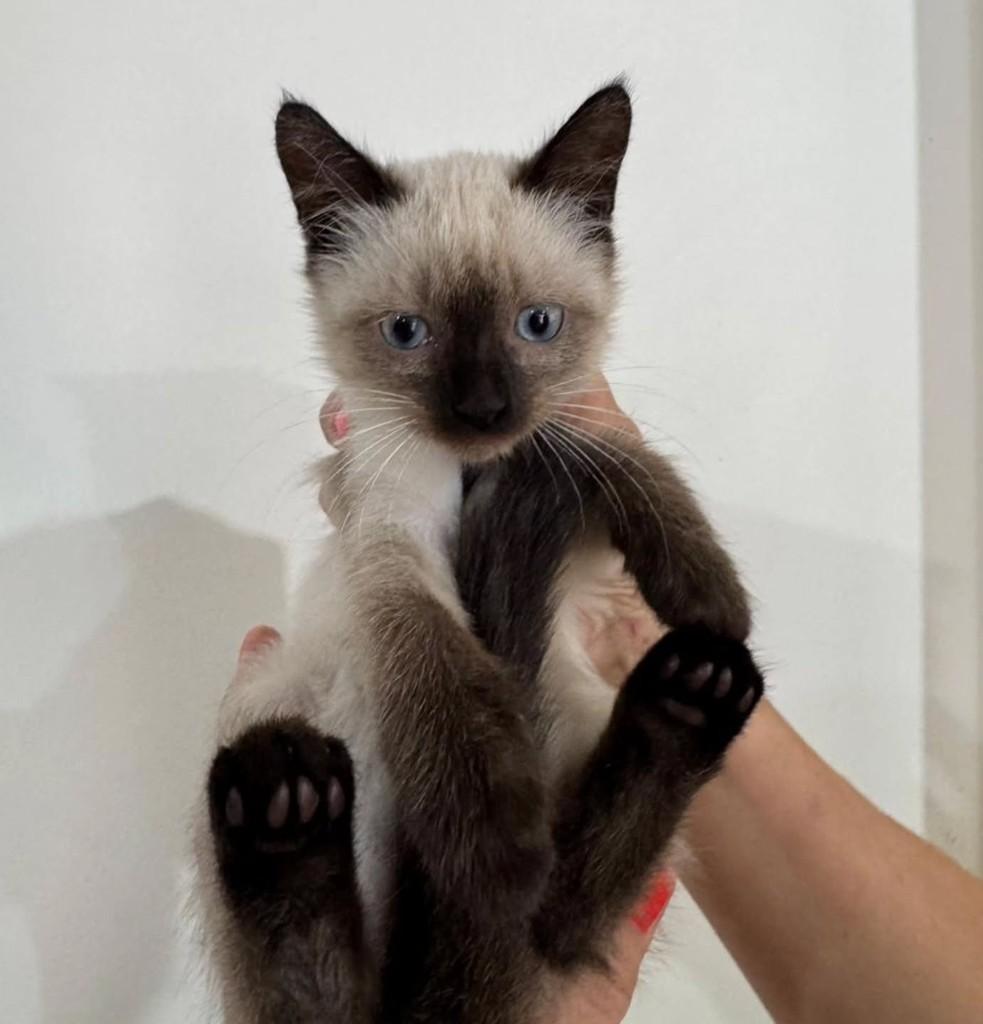 Cleópatra, gata de porte pequeno para adoção em Santo Ângelo - RS