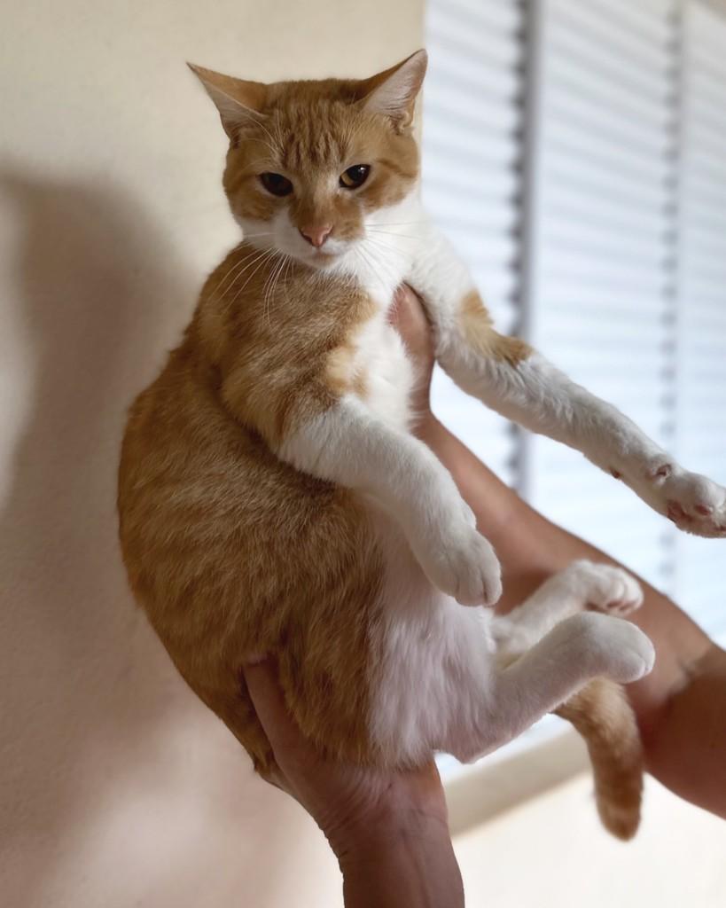 Gustavo, gato de porte médio para adoção em Santo Ângelo - RS