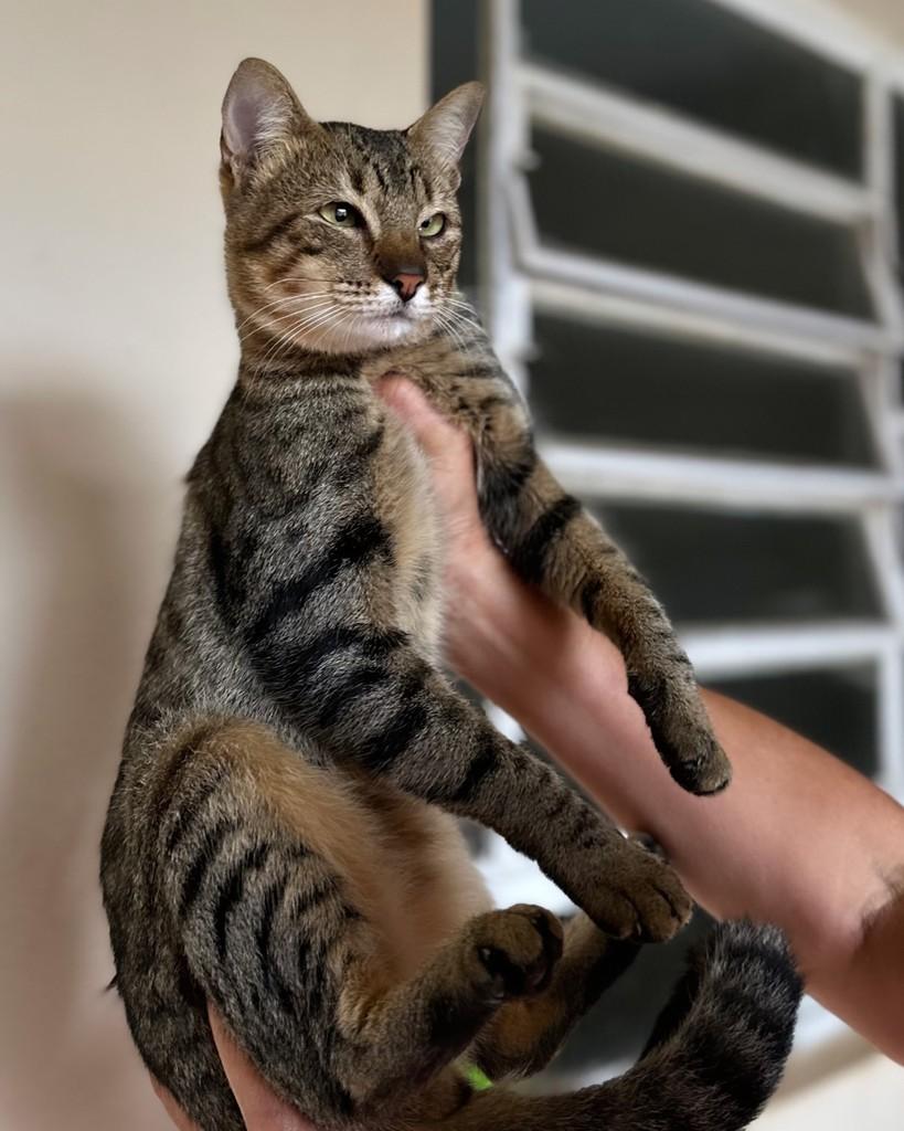 Germano, gato de porte médio para adoção em Santo Ângelo - RS