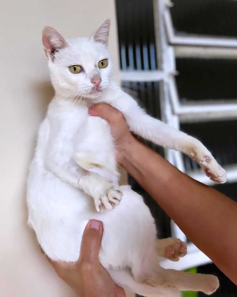Maisena, gata de porte pequeno para adoção em Santo Ângelo - RS