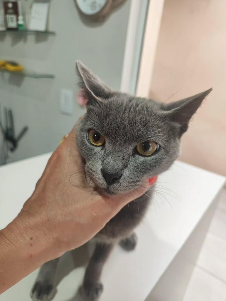 Fumaça, gata de porte pequeno para adoção em Santo Ângelo - RS