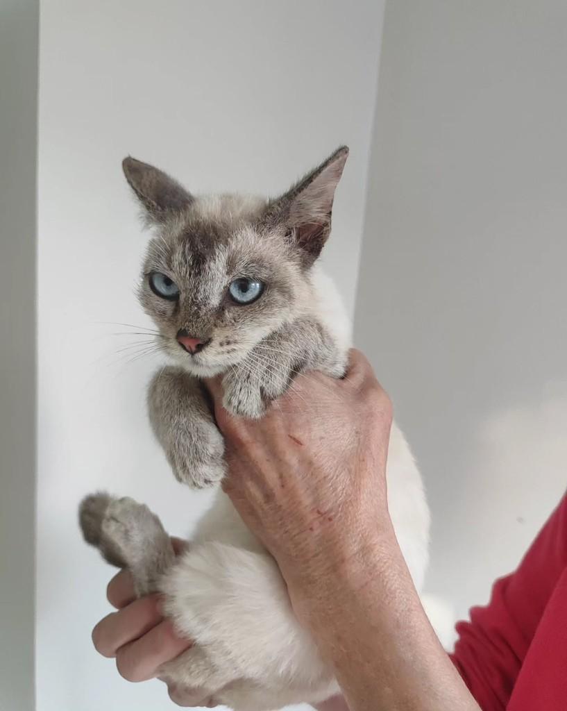 Juma, gata de porte pequeno para adoção em Santo Ângelo - RS
