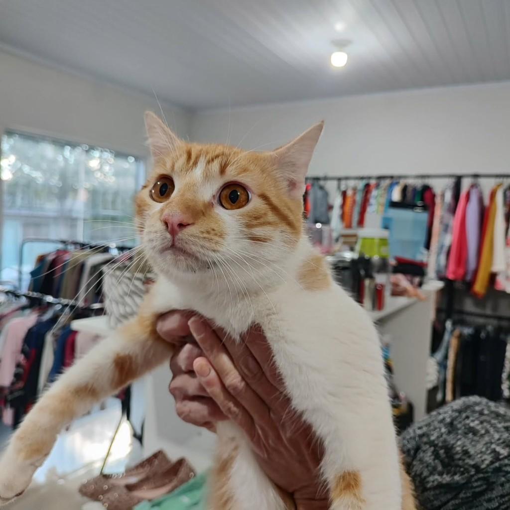 Meninão, gato de porte médio para adoção em Santo Ângelo - RS