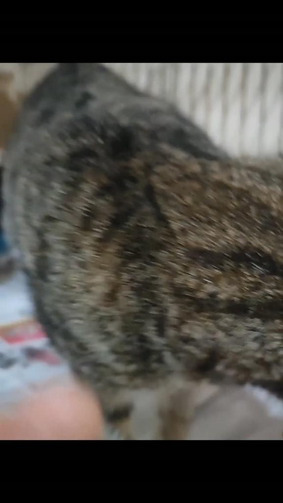 Madona, gata de porte médio para adoção em Santo Ângelo - RS