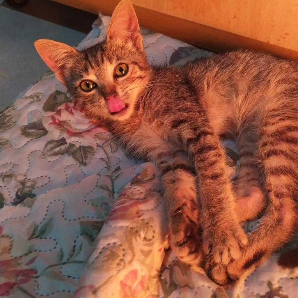Luzia, gata de porte pequeno para adoção em Santo Ângelo - RS