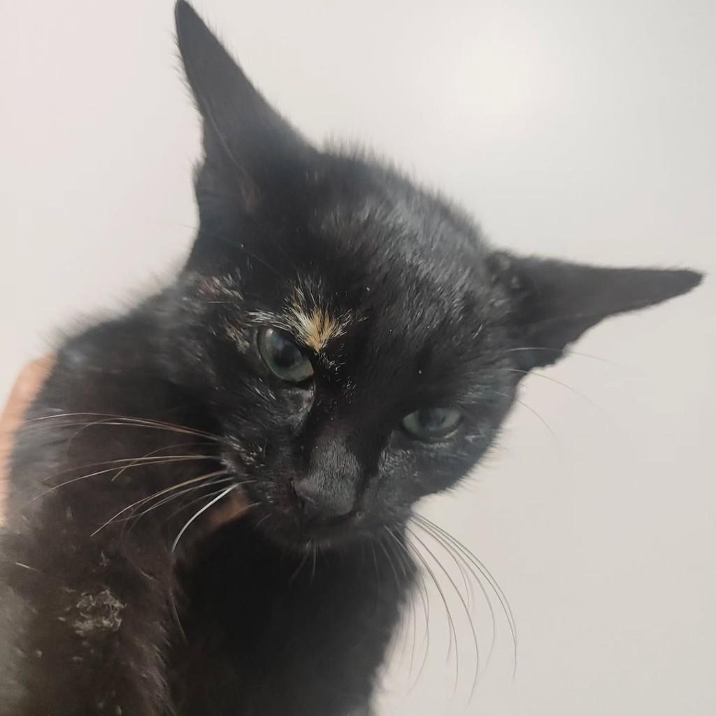 Polly, gata para adoção em Santo Ângelo - RS