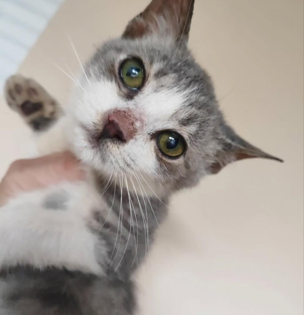 Davi, gato de porte pequeno para adoção em Santo Ângelo - RS