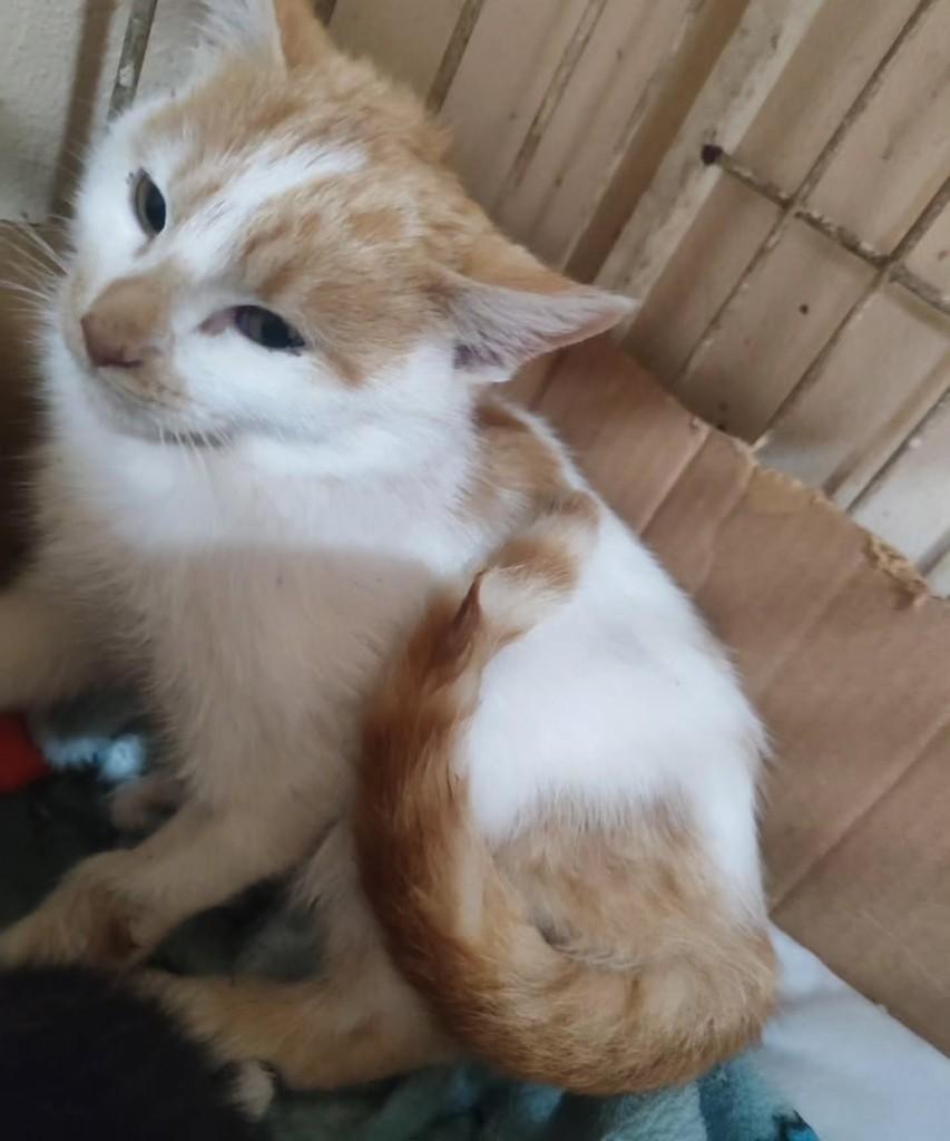 Haaland, gato para adoção em Santo Ângelo - RS