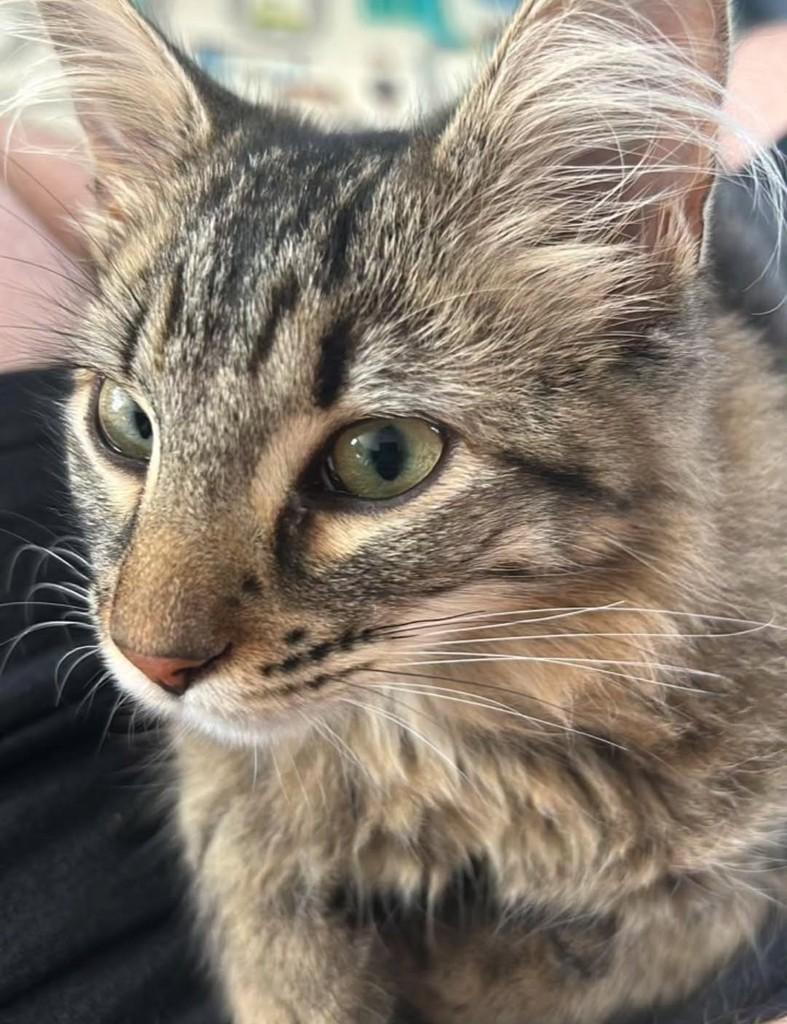 Dominique, gata de porte pequeno para adoção em Santo Ângelo - RS