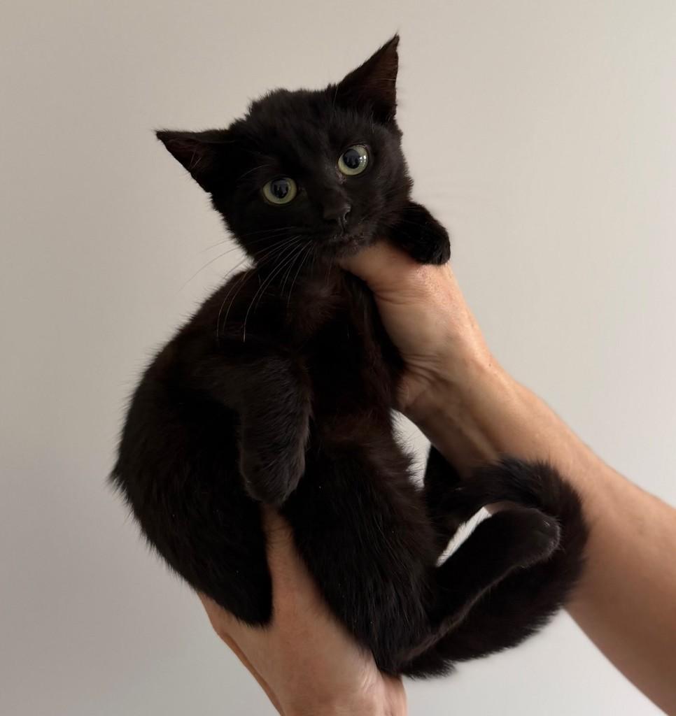 Wandinha, gato de porte pequeno para adoção em Santo Ângelo - RS