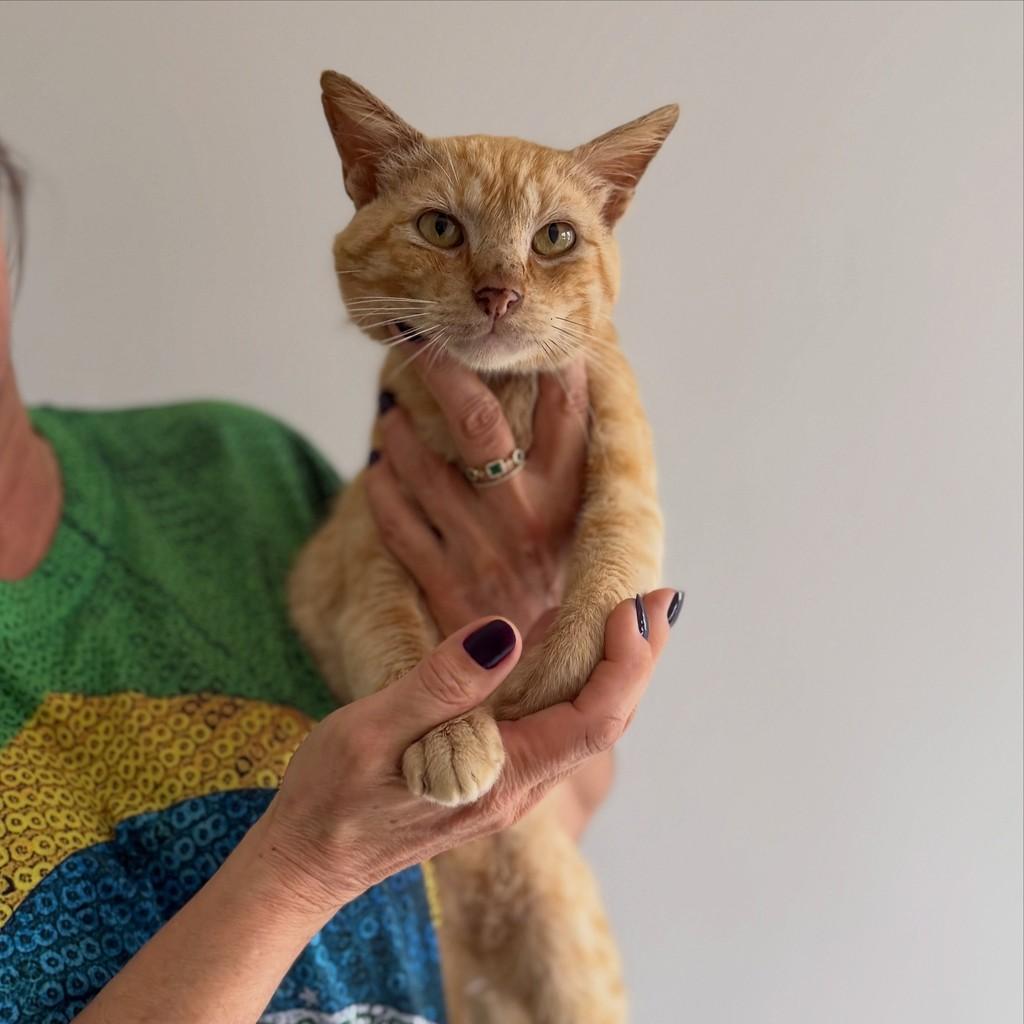 Bob, gato de porte médio para adoção em Santo Ângelo - RS