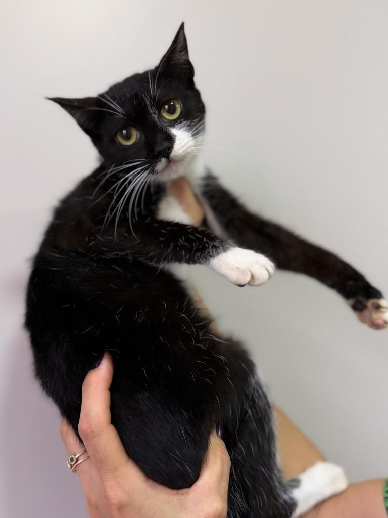 Duquesa, gata de porte pequeno para adoção em Santo Ângelo - RS