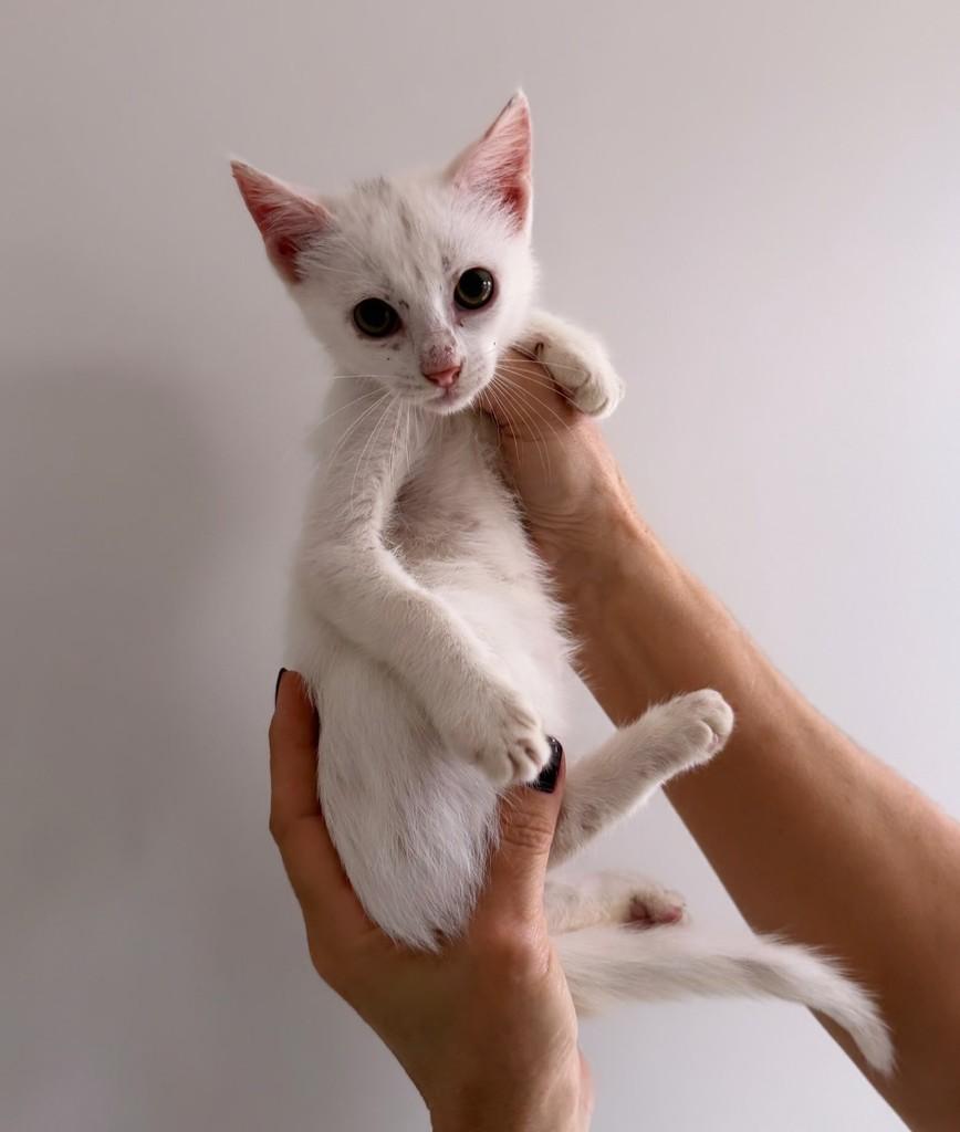 Marie, gata de porte pequeno para adoção em Santo Ângelo - RS