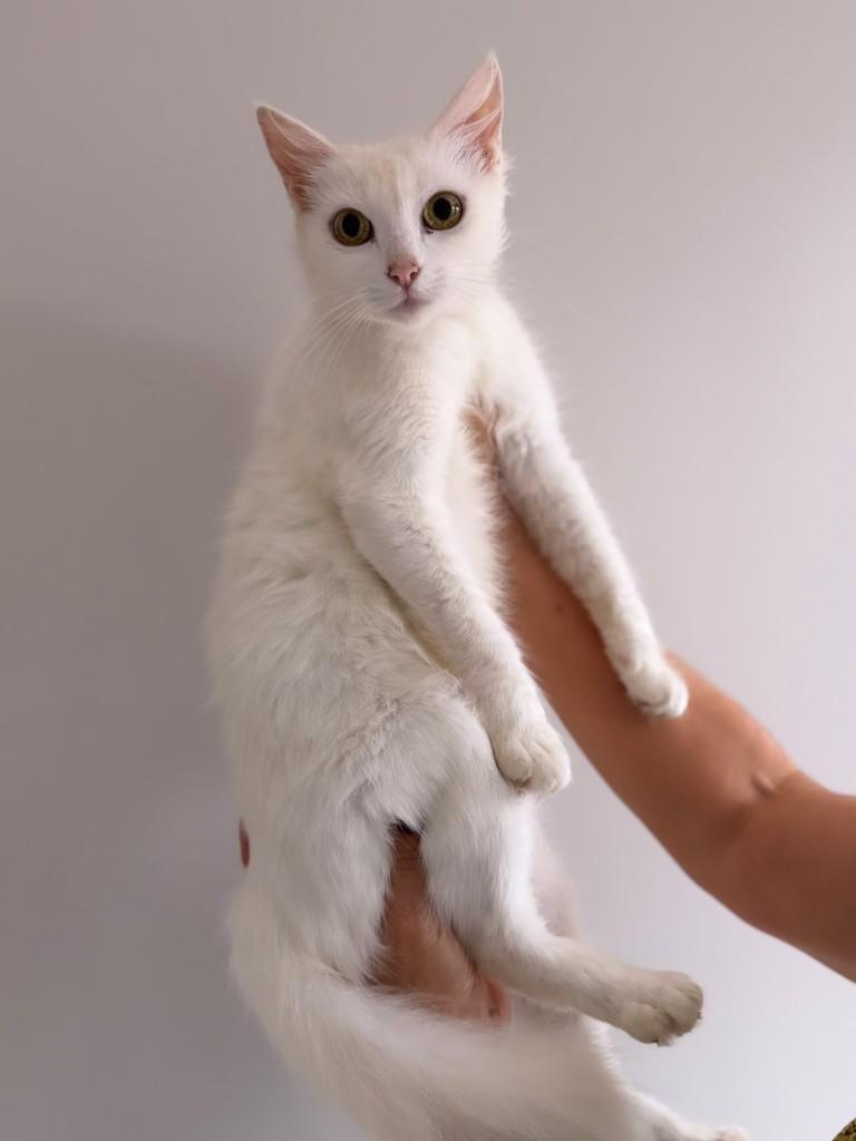 Atena, gata de porte médio para adoção em Santo Ângelo - RS