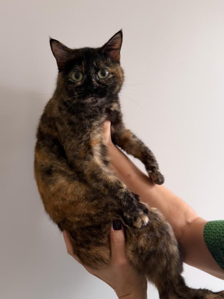 Roberta, gata de porte médio para adoção em Santo Ângelo - RS