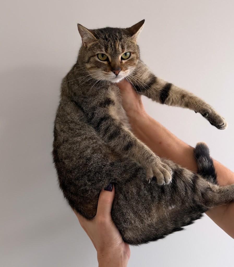 Renata, gata de porte médio para adoção em Santo Ângelo - RS