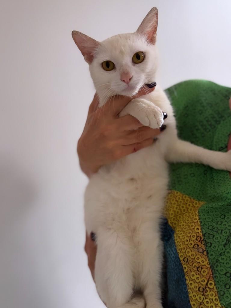 Celeste, gata de porte pequeno para adoção em Santo Ângelo - RS