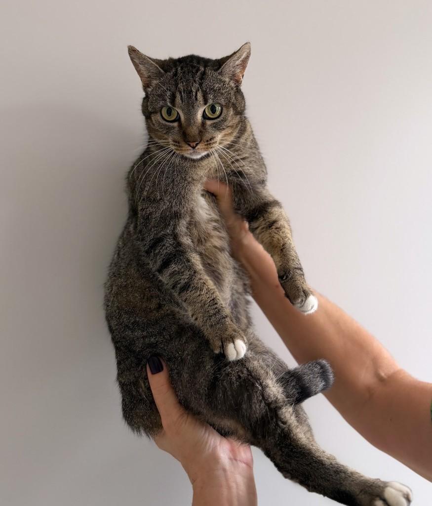 Fiona, gata de porte médio para adoção em Santo Ângelo - RS