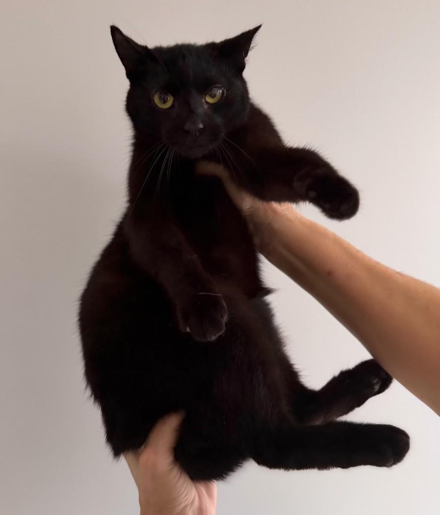 Zara, gata de porte médio para adoção em Santo Ângelo - RS