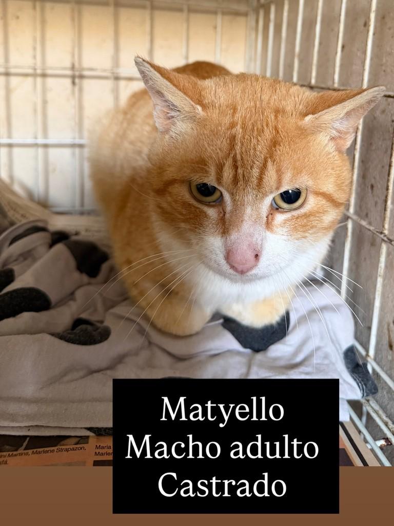 Matyello, gato de porte médio para adoção em Santo Ângelo - RS